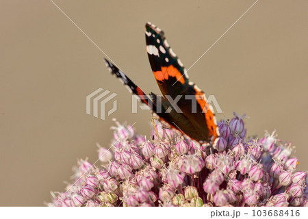 One red admiral butterfly perched on a pink wild leak or onion flower with a brown background and copyspace. Closeup of a vanessa atalanta sitting on an allium polyanthum or ampeloprasum garden plant 103688416