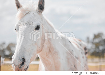 It is the horses gift to connect us with Heaven. a beautiful horse on a farm. 103688699