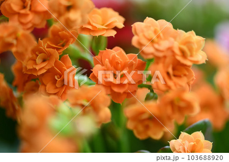 ベンケイソウ科多年草・カランコエの花 103688920