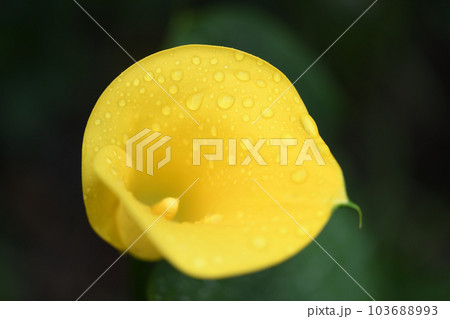 梅雨とカラーの花 103688993
