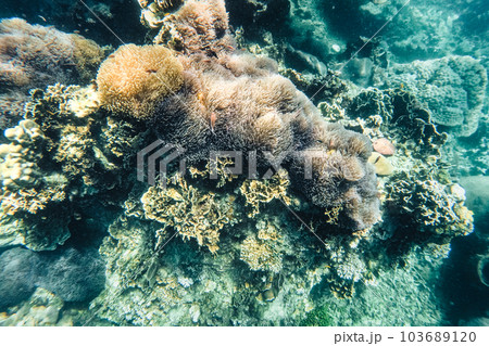 Under the sea corals and fish 103689120