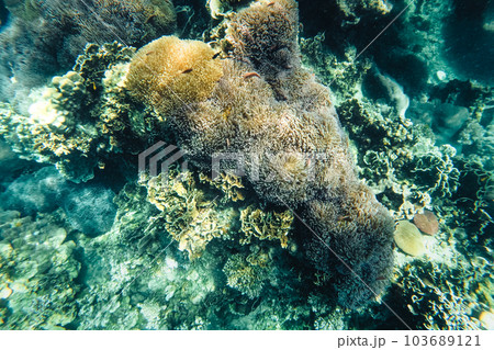 Under the sea corals and fish 103689121