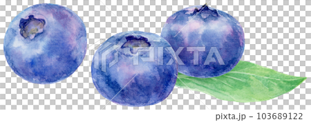 水彩で描いたブルーベリーのイラスト　3粒の実と1枚の葉 103689122