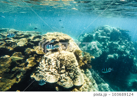 Under the sea corals and fish 103689124