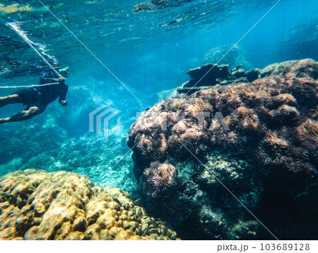 Under the sea corals and fish 103689128