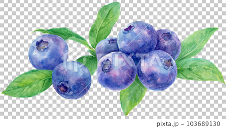 水彩で描いたブルーベリーのイラスト　たくさんの実と葉が横並び 103689130