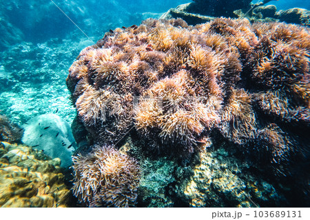 Under the sea corals and fish 103689131