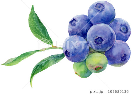 たくさん実がついたブルーベリーの枝と葉の水彩イラスト 103689136