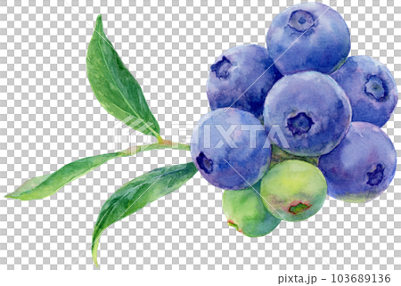 藍莓枝葉的水彩插圖，上面有很多水果 103689136