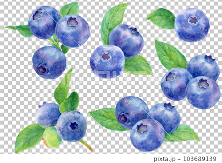 水彩で描いた様々なブルーベリーのカットイラスト 103689139