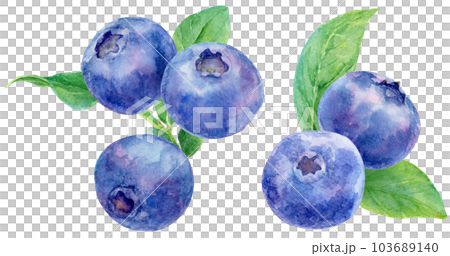 ブルーベリーの水彩画　複数の葉と実のカットイラスト 103689140