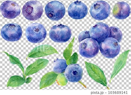 水彩で描いたブルーベリーのイラスト　様々な実や葉の素材集 103689141