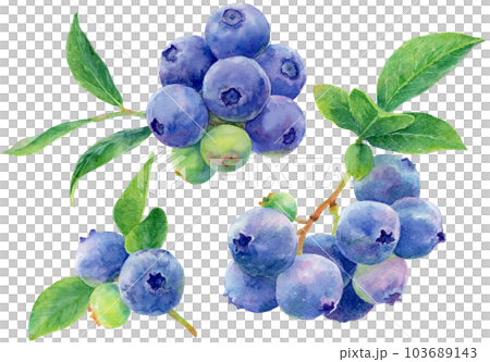 水彩画　ブルーベリーがたくさん実った枝と葉の素材集 103689143