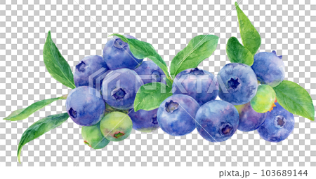たくさんのブルーベリーの実と葉の水彩イラスト　横並び 103689144