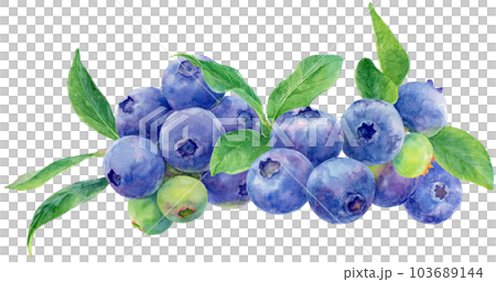 Watercolor illustration of many blueberry fruits and leaves side by side Watercolor illustration of many blueberry fruits and leaves side by side 103689144