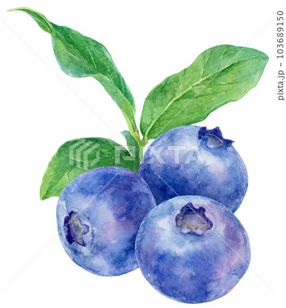 3粒のブルーベリーとブルーベリーの小枝の水彩イラスト 103689150