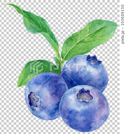 3粒のブルーベリーとブルーベリーの小枝の水彩イラスト 103689150