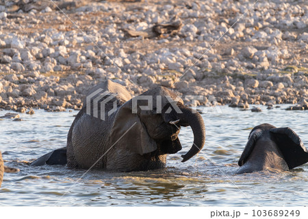Bathing Elephants in Etosha Bathing Elephants in Etosha 103689249