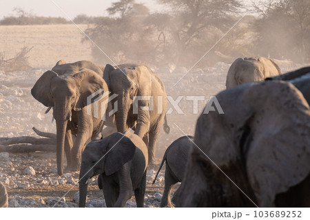 Bathing Elephants in Etosha Bathing Elephants in Etosha 103689252