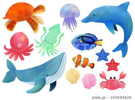 夏らしい海の生物 詰め合わせ 夏らしい海の生物 詰め合わせ 103689826