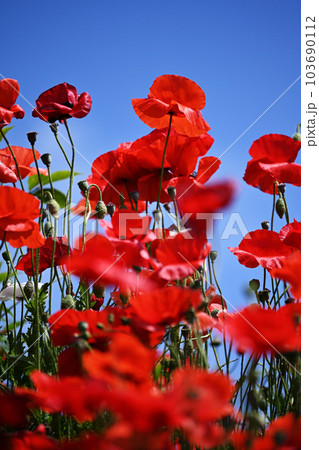 ポピーポピー ポピーポピー 103690112