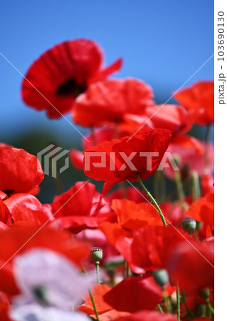 ポピーポピー ポピーポピー 103690130