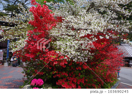 竜頭ノ滝の前のツツジ 竜頭ノ滝の前のツツジ 103690245