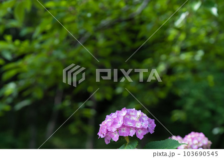 日の差し込みとアジサイ　紫陽花 103690545