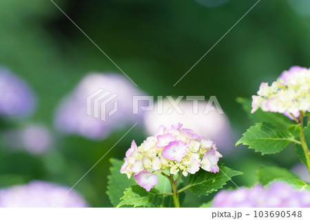 日の差し込みとアジサイ 紫陽花 日の差し込みとアジサイ 紫陽花 103690548
