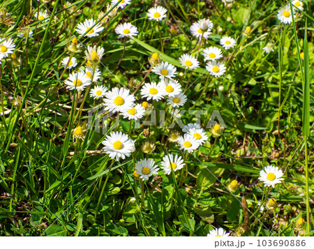 Chamomile flowers in the garden Chamomile flowers in the garden 103690886