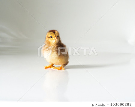 Little newborn brown chicken on white with copy space Little newborn brown chicken on white with copy space 103690895