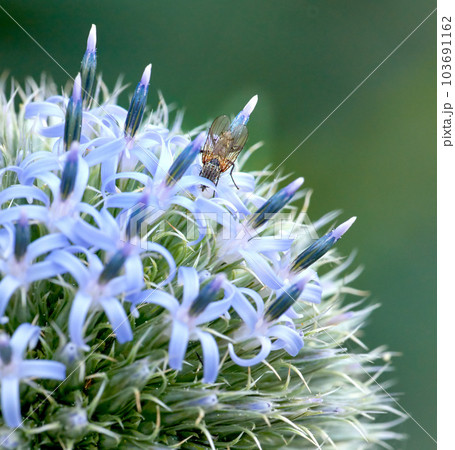 Closeup of blue globe thistle plant being pollinated by bees in a garden during summer. Botany growing on a green field in the countryside. Zoom of wildflowers blossoming with insects in a meadow Closeup of blue globe thistle plant being pollinated by bees in a garden during summer. Botany growing on a green field in the countryside. Zoom of wildflowers blossoming with insects in a meadow 103691162