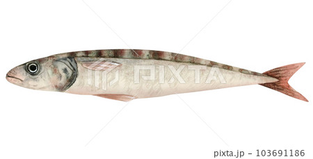 Single sardine fish watercolor illustration isolated on white background. Fresh Atlantic fish clipartin grey, pastel red and green colors for seafood products designs 103691186