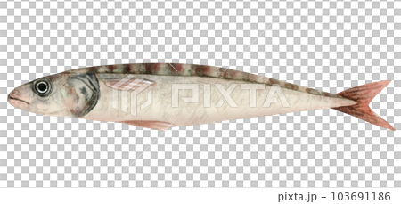 Single sardine fish watercolor illustration isolated on white background. Fresh Atlantic fish clipartin grey, pastel red and green colors for seafood products designs 103691186