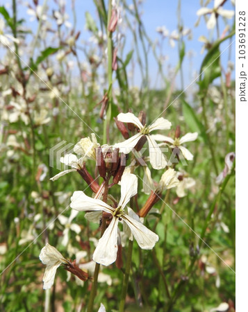 アブラナ科の一年草「ロケット・ルッコラ」 103691228