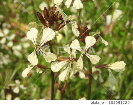 アブラナ科の一年草「ロケット・ルッコラ」 103691229