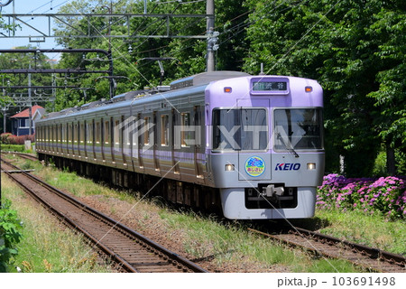 紫陽花と京王1000系1755F バイオレット編成 あじさいヘッド