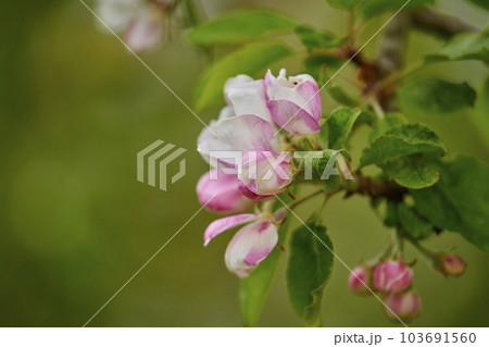 Closeup view of Malus pumila flowers in focus as nature background. Springtime flowers bloom and show their beauty in detail. Isolated view of the plant growing in a garden or a forest Closeup view of Malus pumila flowers in focus as nature background. Springtime flowers bloom and show their beauty in detail. Isolated view of the plant growing in a garden or a forest 103691560