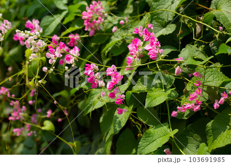 Mexican creeper, Chain of love flower, Coral vine. Mexican creeper, Chain of love flower, Coral vine. 103691985