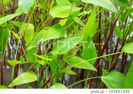 Alligator Flag, Water Canna (Thalia geniculata L.) 103691986