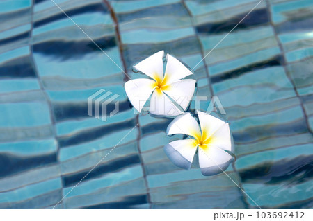 Plumeria or Frangipani flowers in the swimming pool. Top view Plumeria or Frangipani flowers in the swimming pool. Top view 103692412