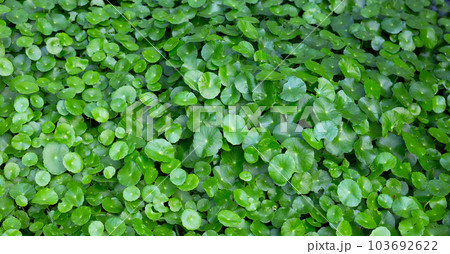 Fresh green centella asiatica leaves 103692622