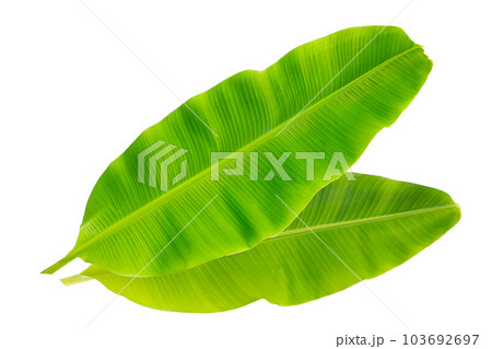 Fresh banana leaves on white background. 103692697