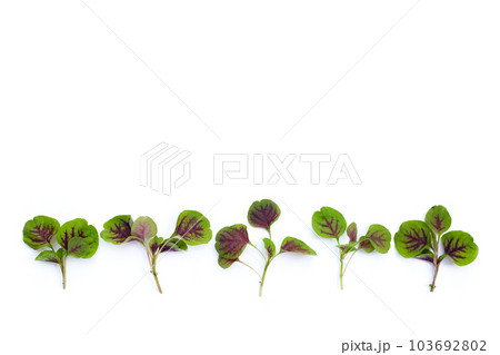 Fresh green red amaranth. Organic vegetables 103692802