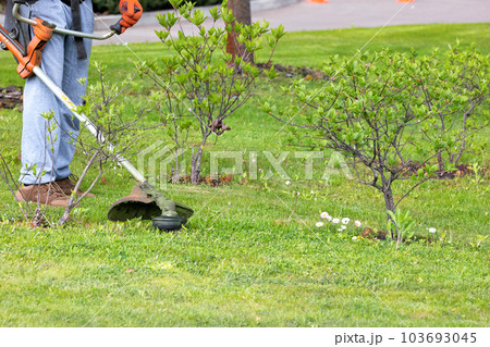 The gardener carefully mows the growing grass between the bushes with a trimmer on a spring day. 103693045