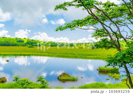 【夏素材】天空の湿原・夏の八島ヶ原湿原【長野県】 103693259
