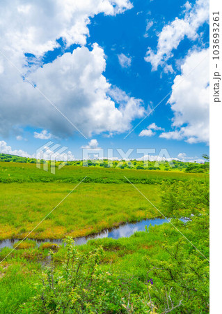 【夏素材】天空の湿原・夏の八島ヶ原湿原【長野県】 103693261