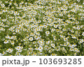 カモミールの花畑 103693285