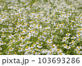 カモミールの花畑 103693286