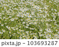 カモミールの花畑 103693287